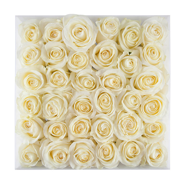 View from top down of white roses in smoky white acrylic box, no cover.