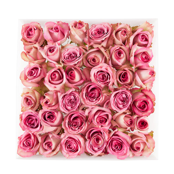 three dozen roses square frosted white acrylic box